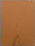 Insect footprints on the sand