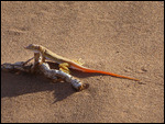 Dune gecko