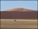 Oryx and dune