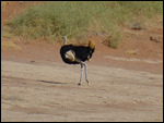 Ostrich at Sossusvlei