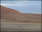 Ostriches (black specks) in front of dune