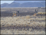 Pair of Springbok and a pair of Oryx in the back