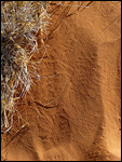 Tracery design of insect footprints