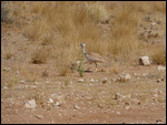 Kori Bustard