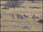 Mountain Zebra