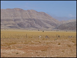 Springbok enroute to Windhoek