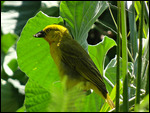 Weaver