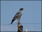 Southern Pale Chanting Goshawk