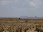 Ostriches enroute to Solitaire