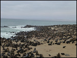 Seal colony