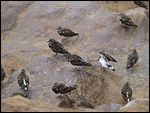 Ruddy Turnstone on the beach