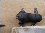 Seal pup