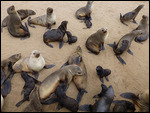 Seal colony