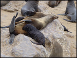 Nursing seal pup