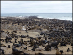 Seal colony