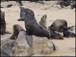 Seal in classic pose