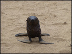 Seal pup