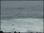 Seals frolicking in the surf