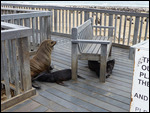 Seals lounging on the boardwalk