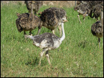Ostrich farm enroute
