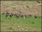Ostrich farm enroute to Swartberg Pass