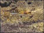 Oystercatchers on the shore