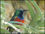 Greater double-collared Sunbird at Sani Lodge
