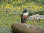 Jackal Buzzard at the pass