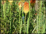 Malachite sunbird on a Poker flower