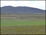 Merino sheep grazing