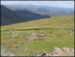 Merino sheep