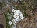 Paper flowers