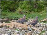 Pigeons at the pass