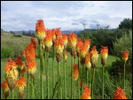 Red Hot Poker flowers at Sani Lodge