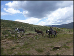 Shepherd with donkeys