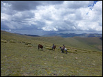 Shepherds on horseback