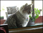 The house cat at Sani Lodge