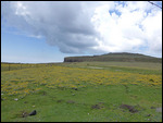 Wildflowers in bloom over the pass
