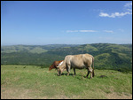 Rustic scene in the former Transkei