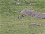 Female Eland