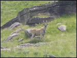 Male Eland