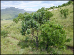 Two fire resistent protea 