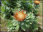 Protea Roupellaie