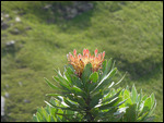 Protea Roupellaie
