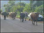 Passing cattle in Lobamba