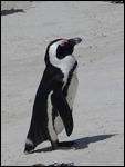Portrait of an African Penguin