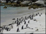 Penguins at Boulders