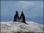 Penguins pair at Bounder