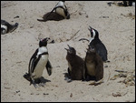 Penguins with chicks