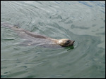 Seal at Hout Bay Marina